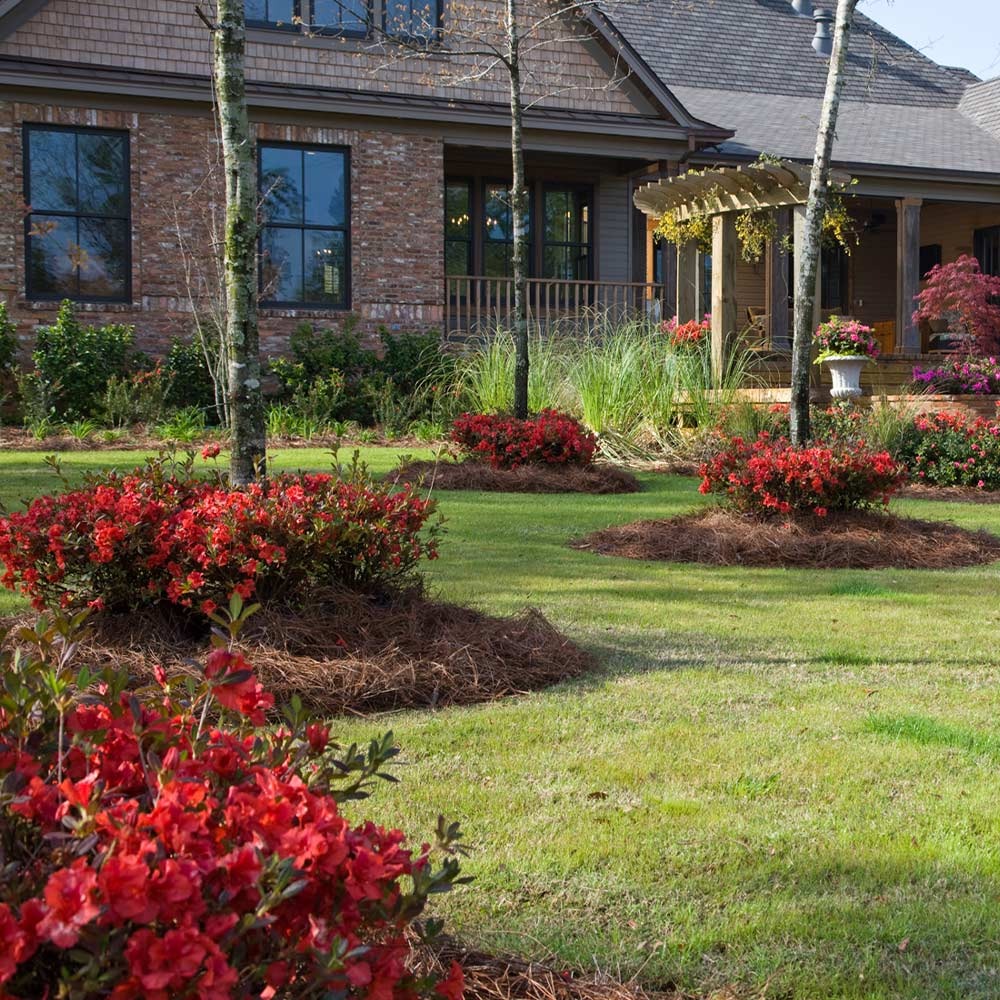 Autumn Embers® Encore® Azalea Shrub