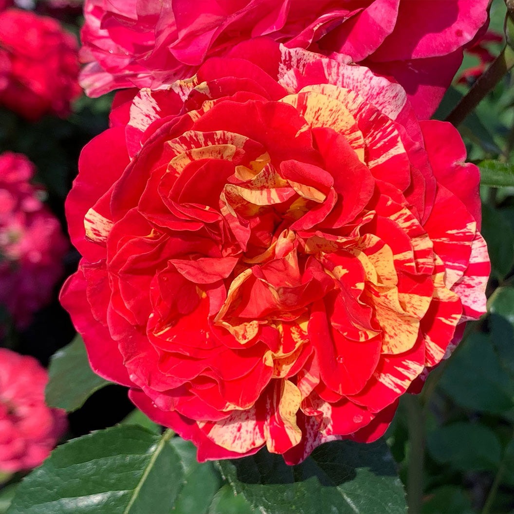 Bloomables® Winning StreakTM Rose