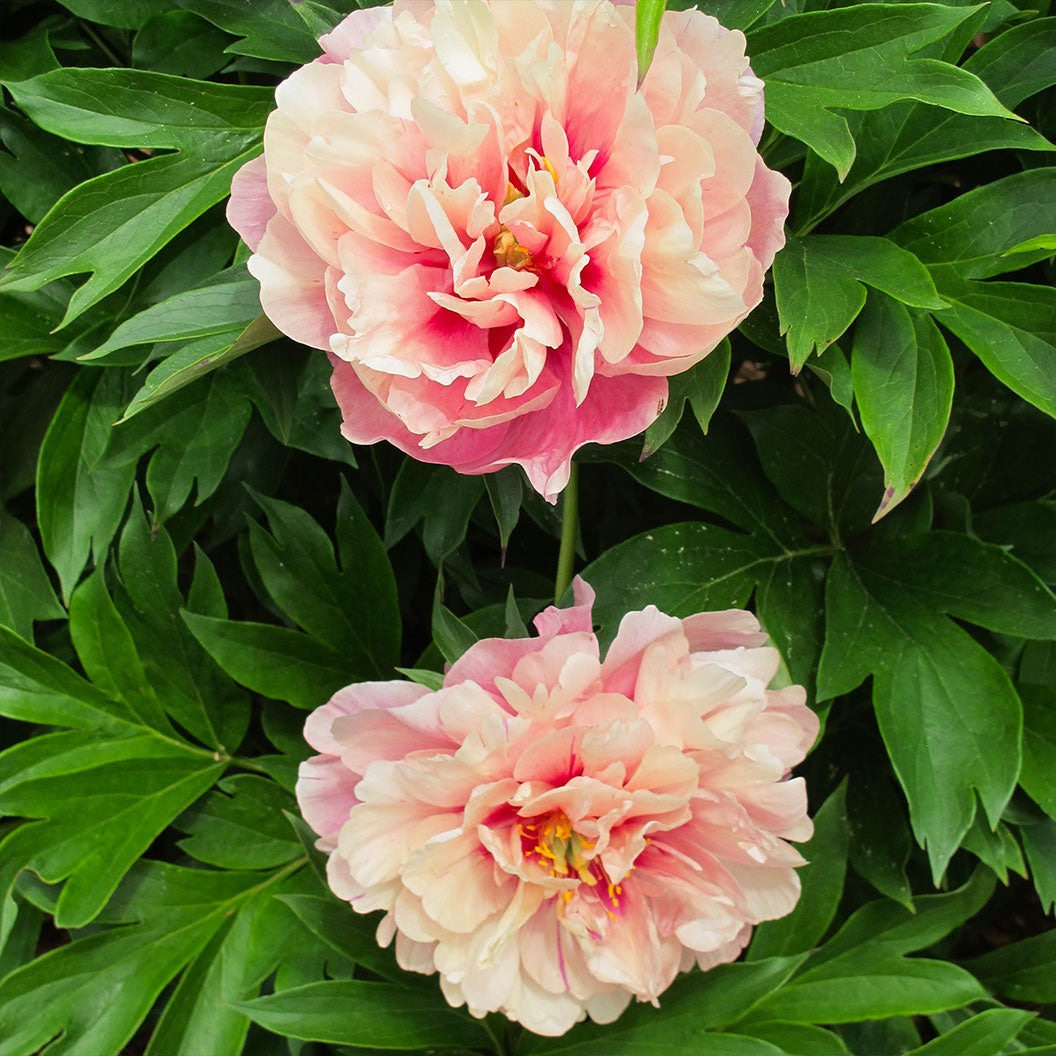 Garden Candy® Double Bubble PinkTM Itoh Peony Plant