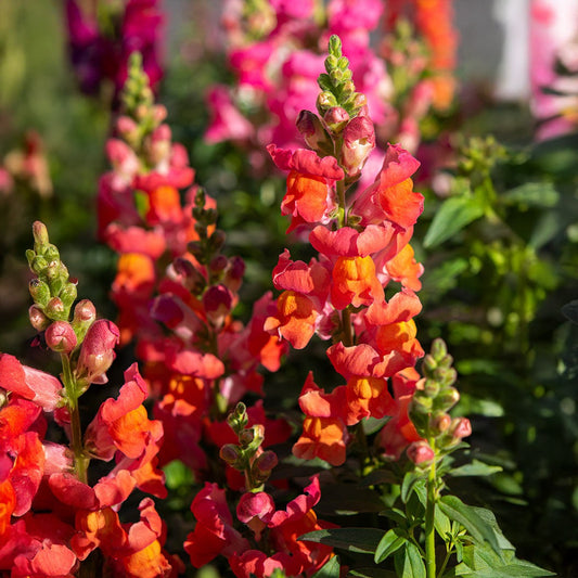 Candy Showers Orange Snapdragon Plant