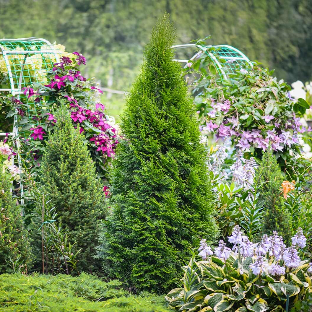 Emerald PetiteTM Arborvitae Tree