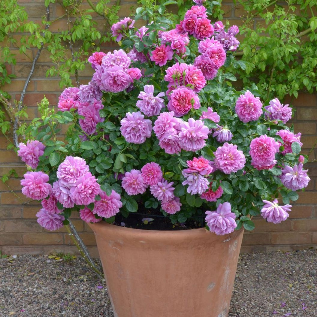 David Austin® Princess AnneTM Rose Shrub