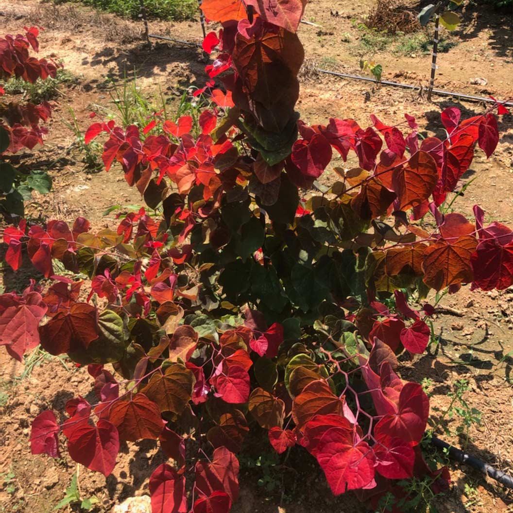 Hearts A'FireTM Redbud Tree