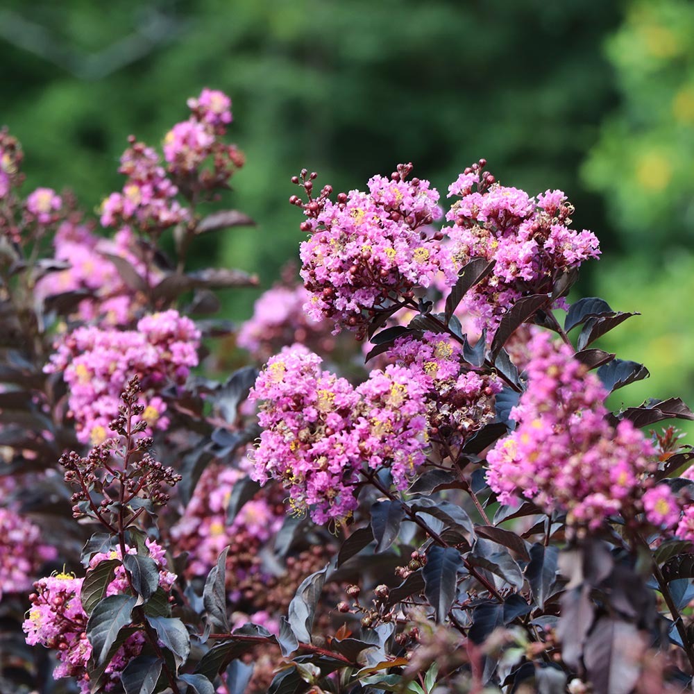 ThunderstruckTM Lavender BlastTM Crape Myrtle Tree