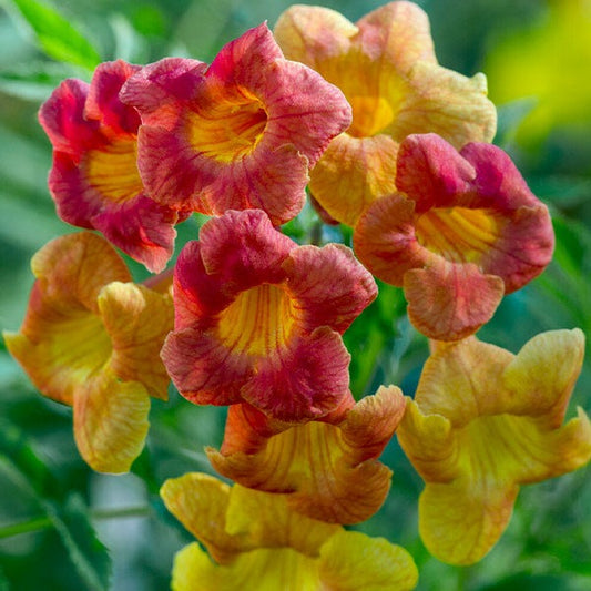 Bells of FireTM Tecoma Plant