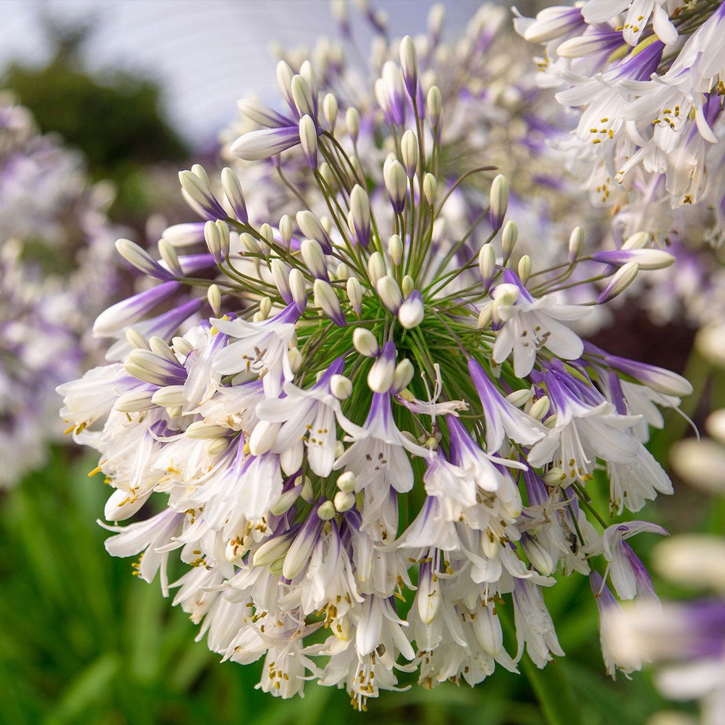 Ever TwilightTM Agapanthus Plant