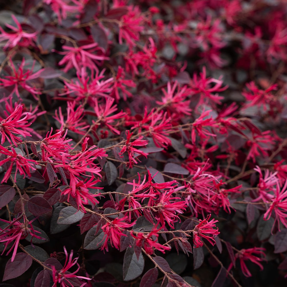 Bloomables® Cerise Charm Loropetalum