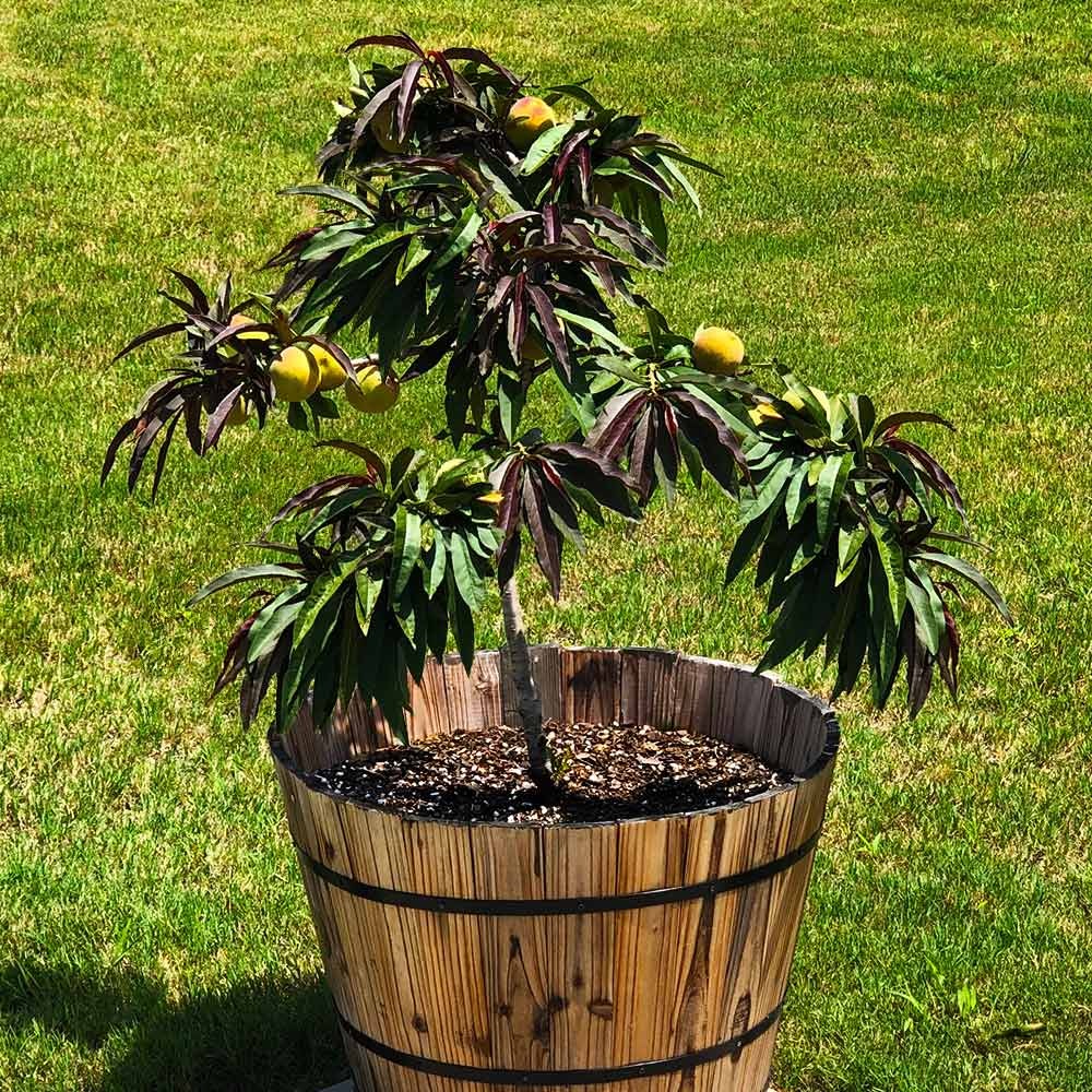Bonfire Patio Peach Tree
