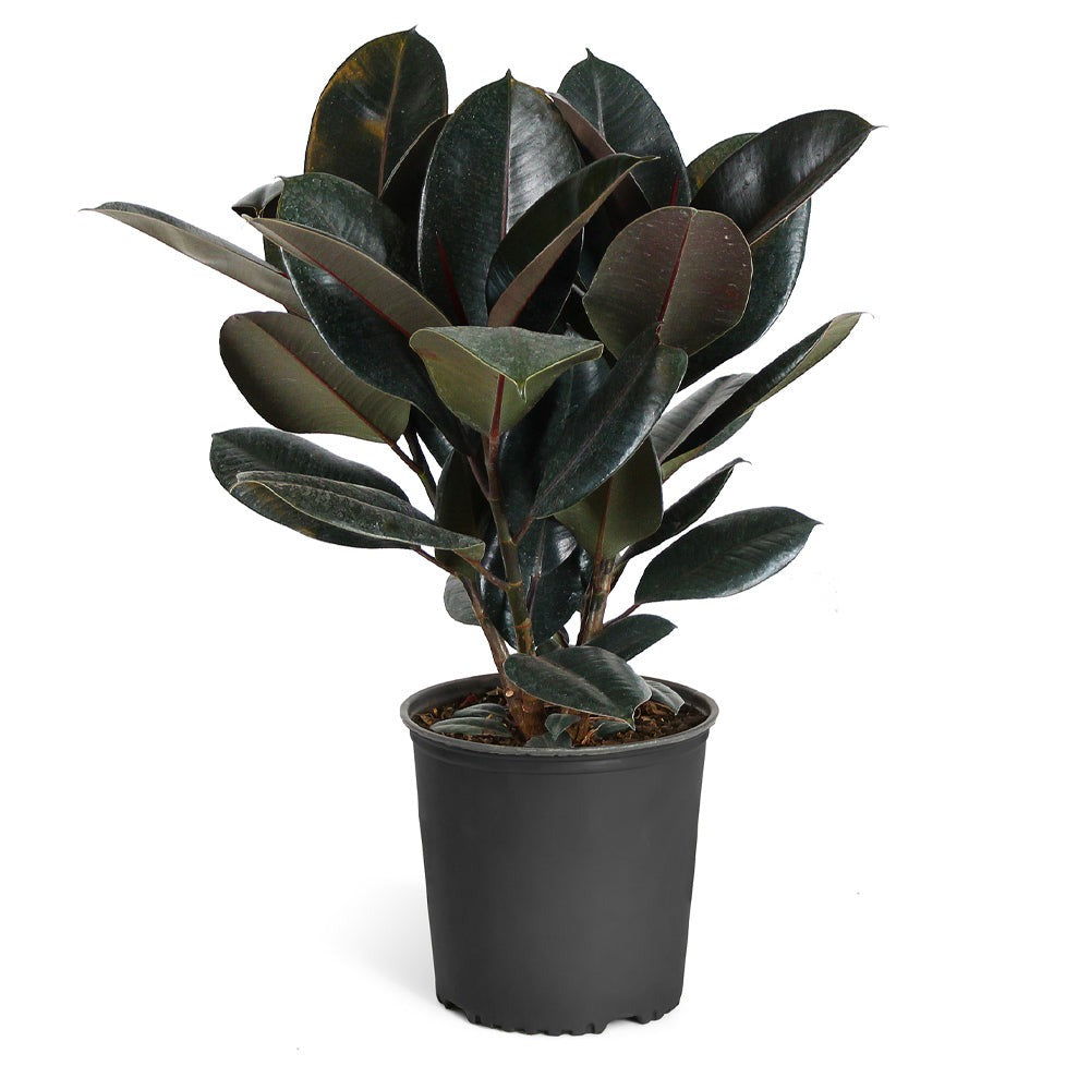 Rubber Plant (Ficus)