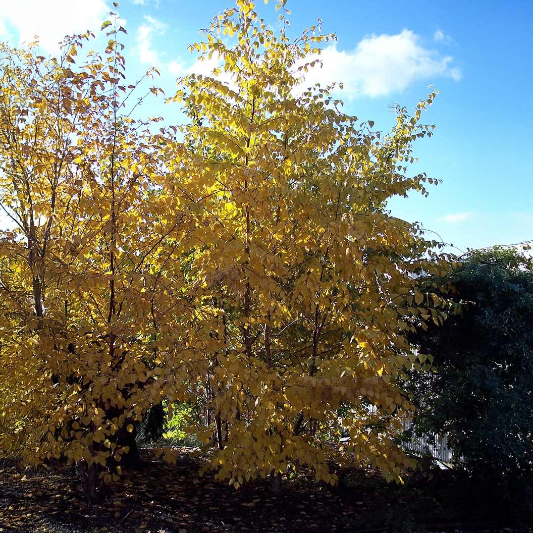 Proven Winners® AvalancheTM Birch Tree