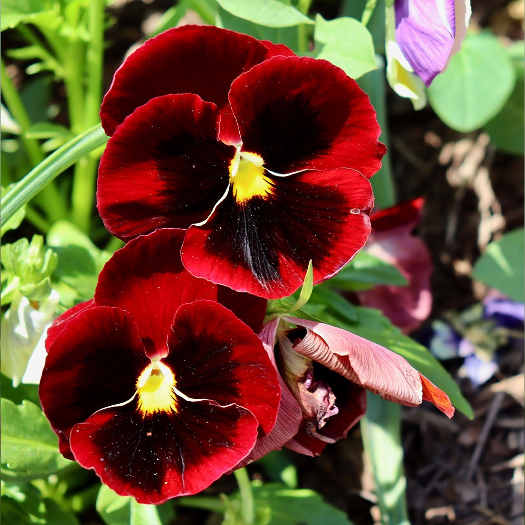 DeltaTM Pro Red with Blotch Pansy Plant