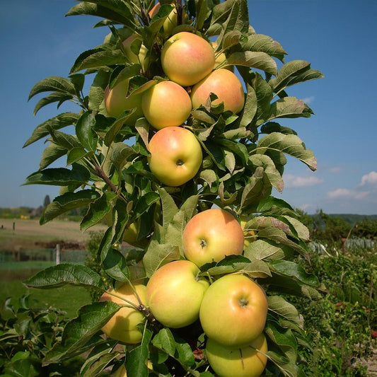 Fruit Snacks® Golden TreatTM Columnar Apple Tree
