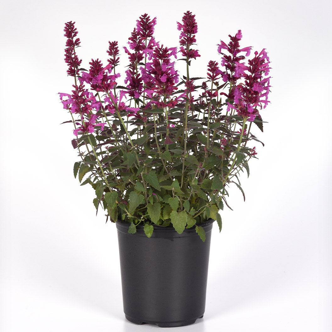 SummerlongTM Magenta Agastache Plant
