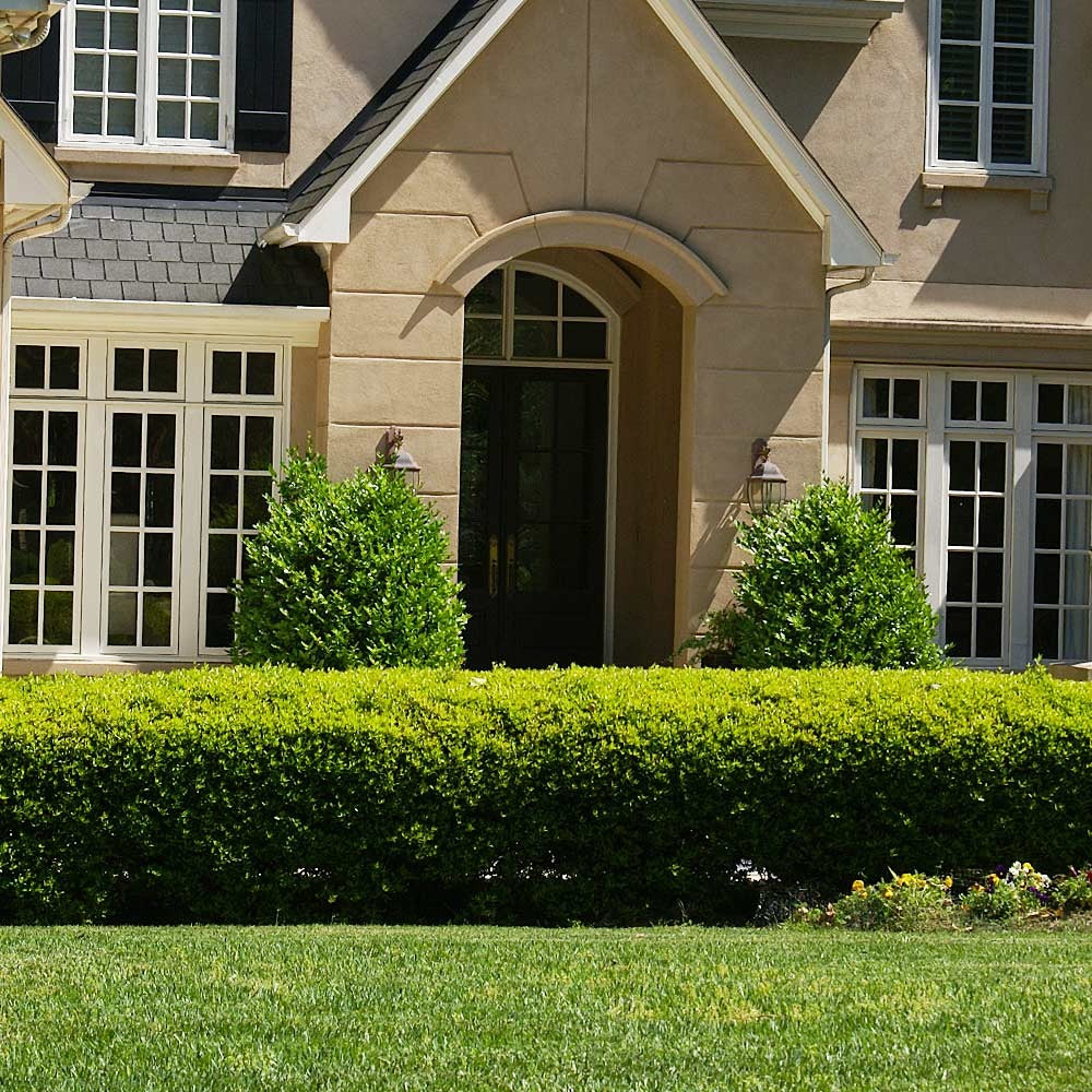Southern Living® Baby Gem Boxwood Shrub