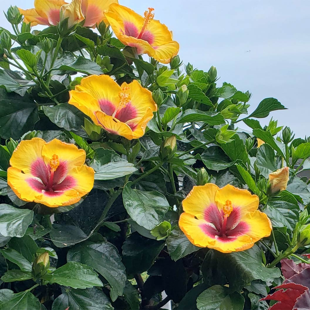 Rico SuaveTM Hollywood® Hibiscus