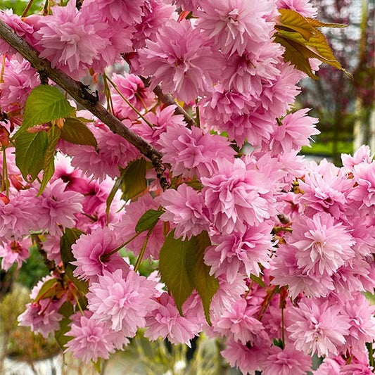 Proven Winners® Weeping ExtraordinaireTM Cherry Tree
