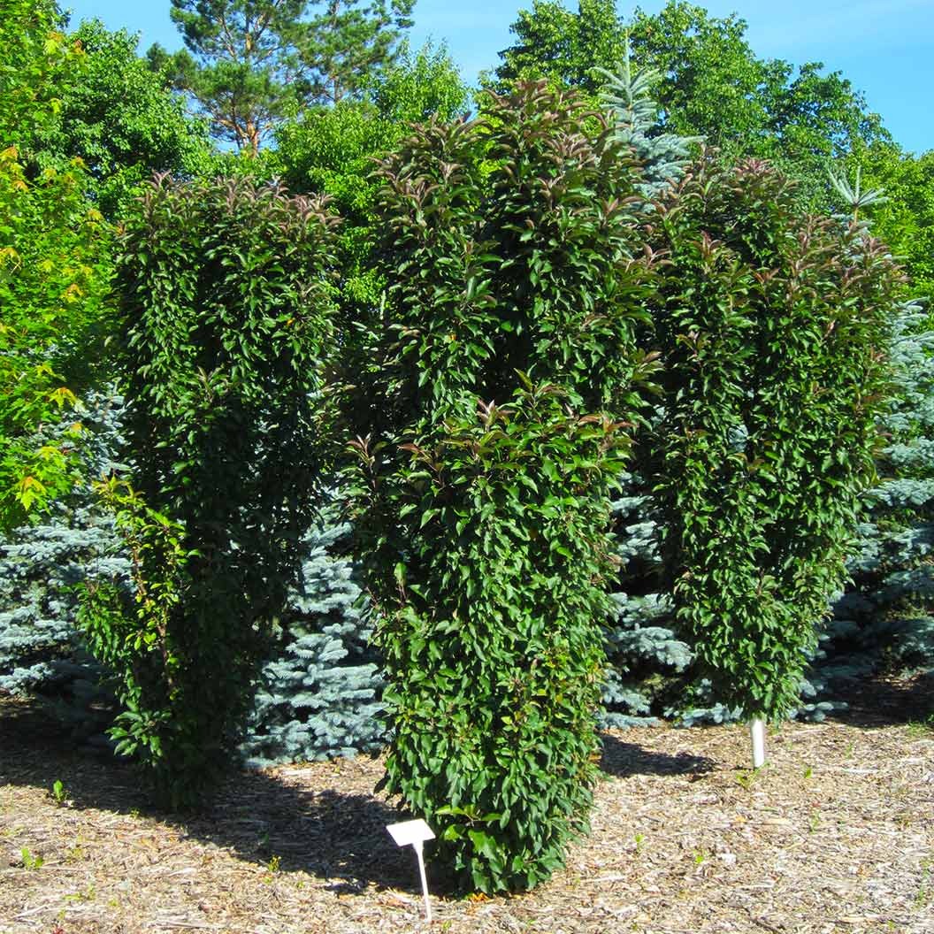 Emerald Spire Crabapple Tree