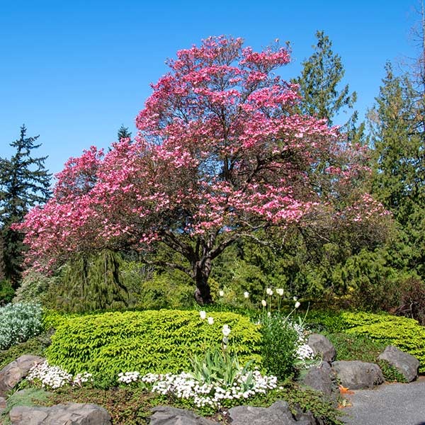 Cherokee Chief Dogwood Tree