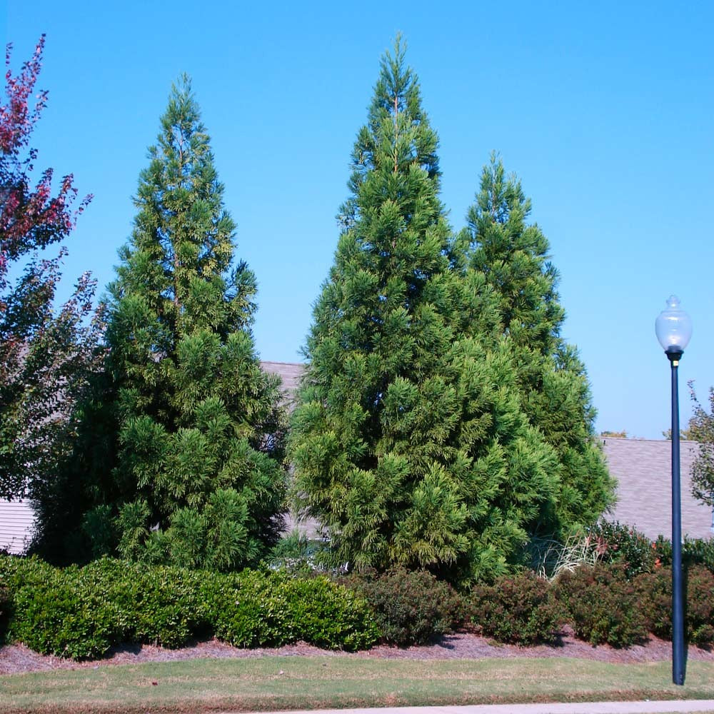 Cryptomeria Radicans Tree