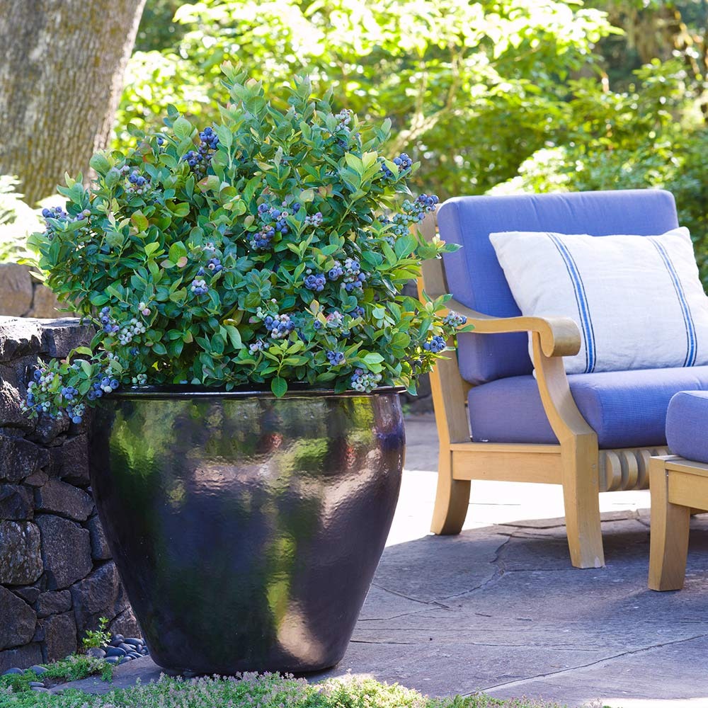 Bushel and Berry® Peach SorbetTM Blueberry Bush