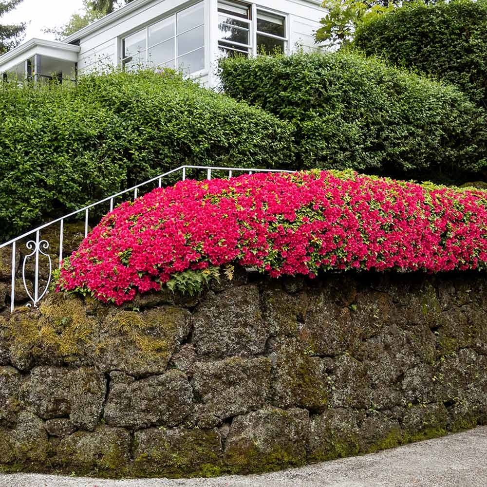 Red Ruffle Azalea Shrub