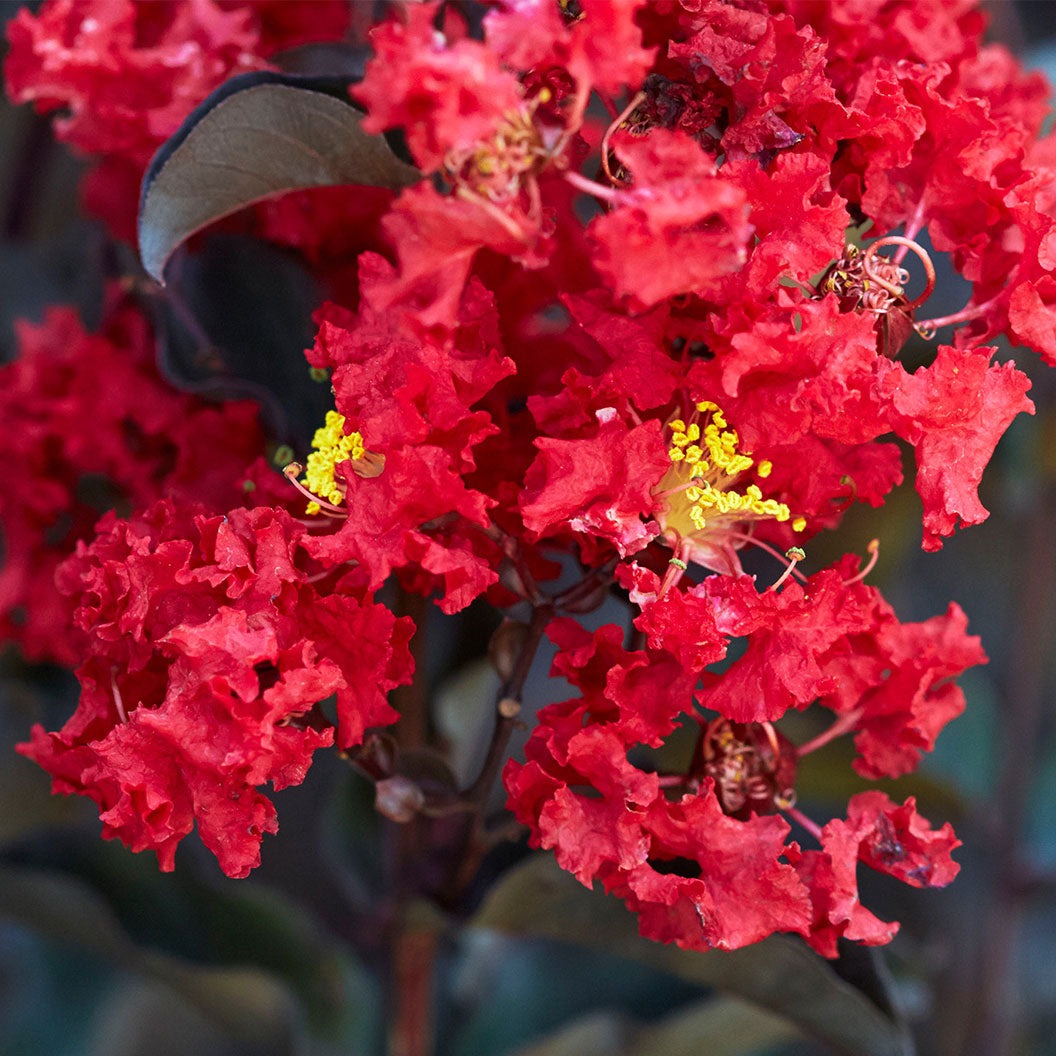Black Diamond® Crimson CrownTM Crape Myrtle Shrub