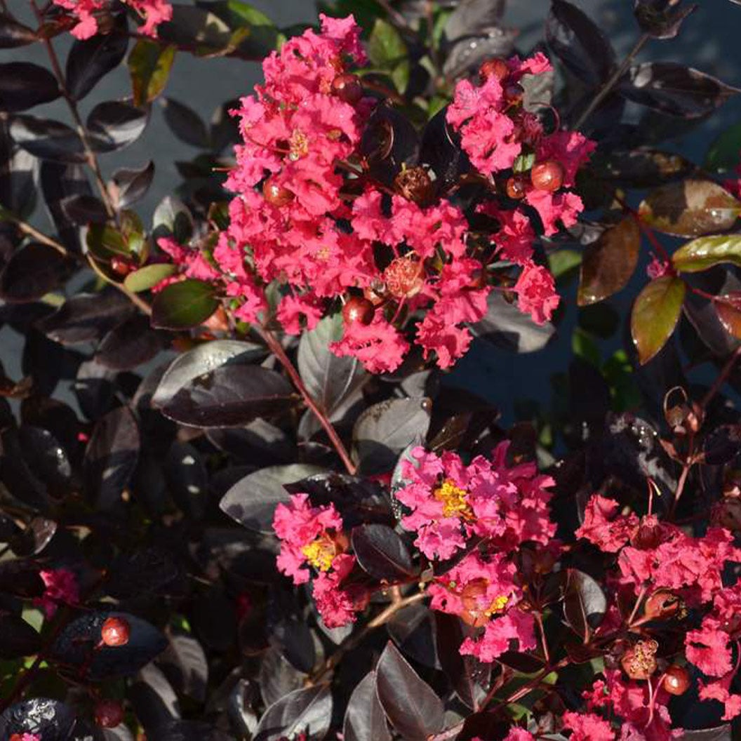 Black Diamond® Pave PinkTM Crape Myrtle Bush