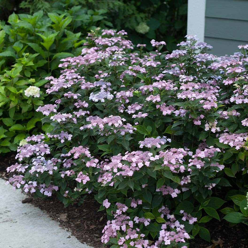 Proven Winners® Tiny Tuff StuffTM Hydrangea Shrub