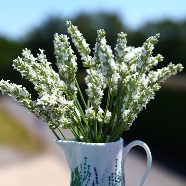 ExceptionalTM Lavender Plant