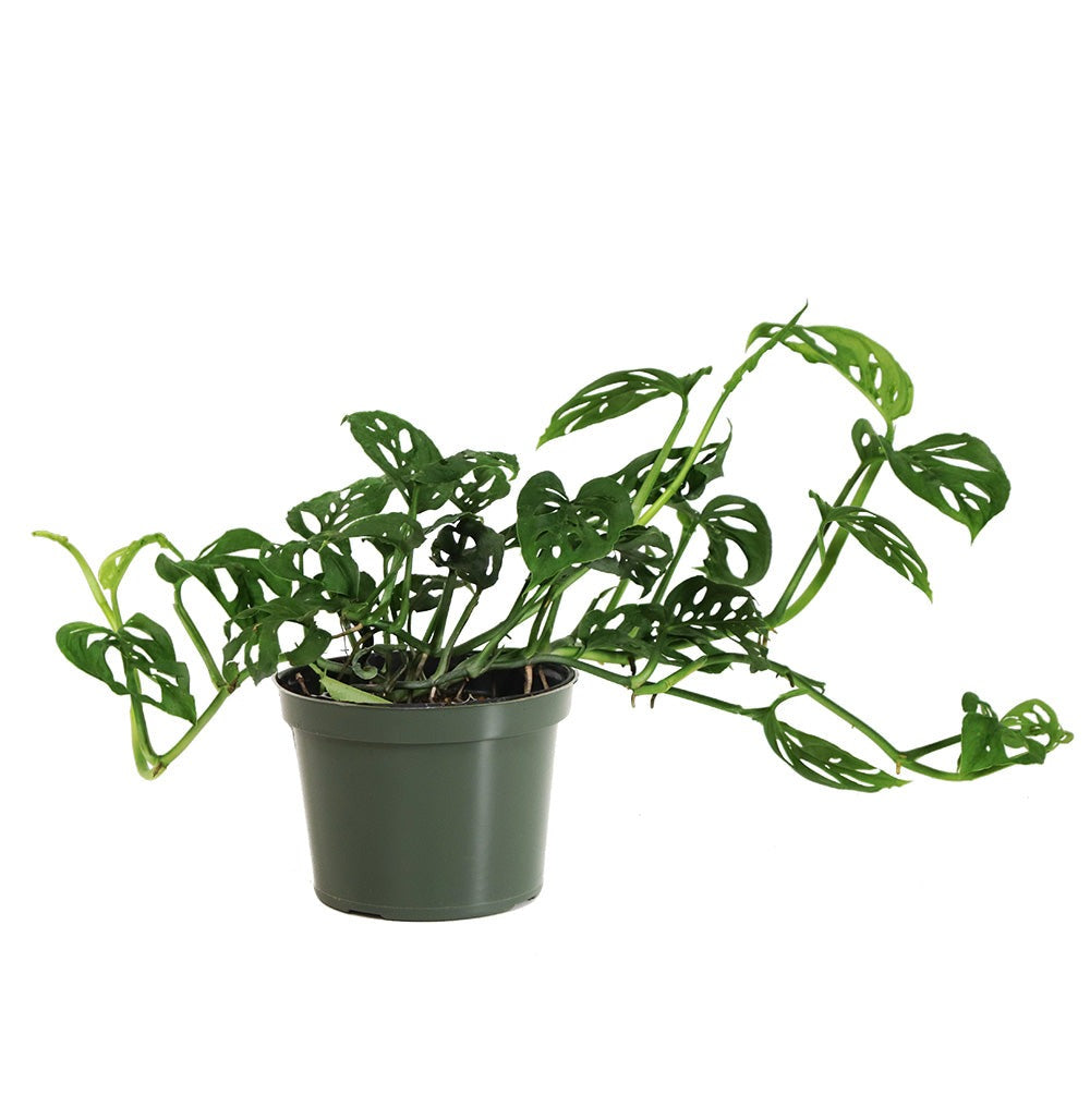 Monstera Adansonii