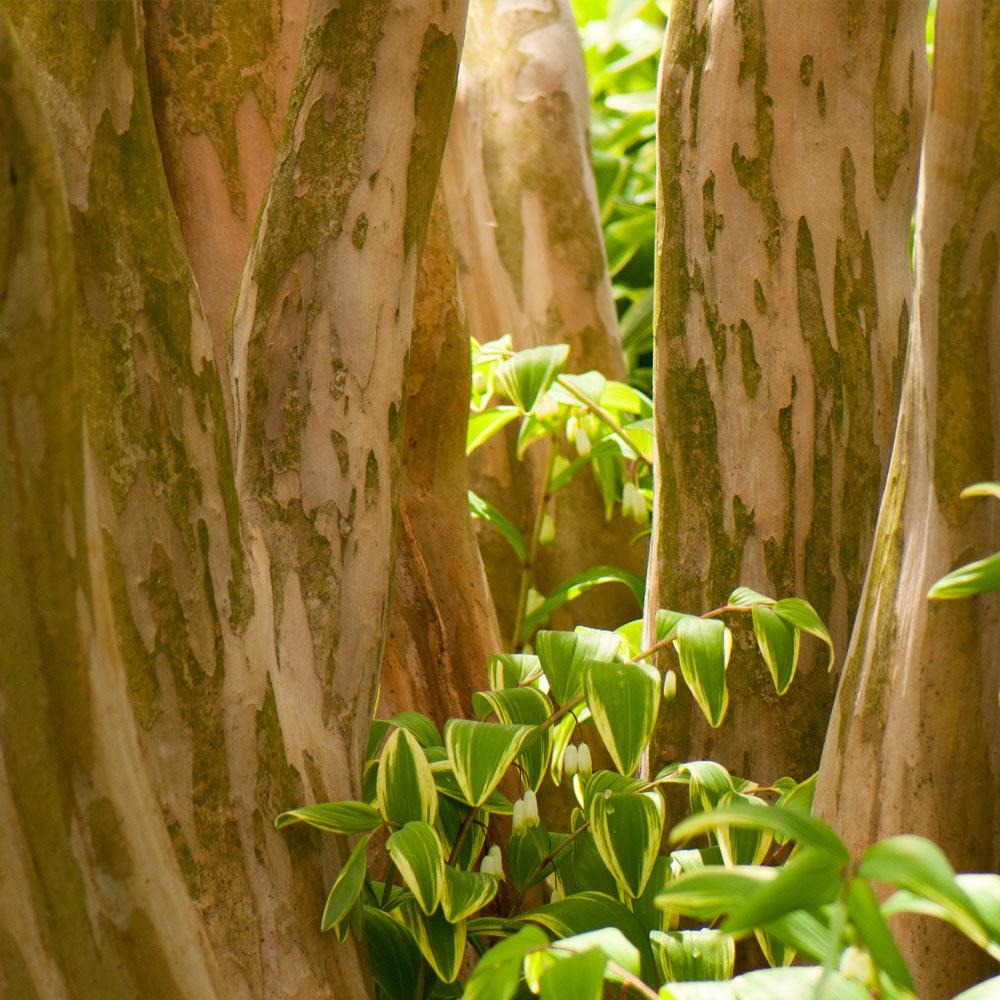 Hopi Crape Myrtle