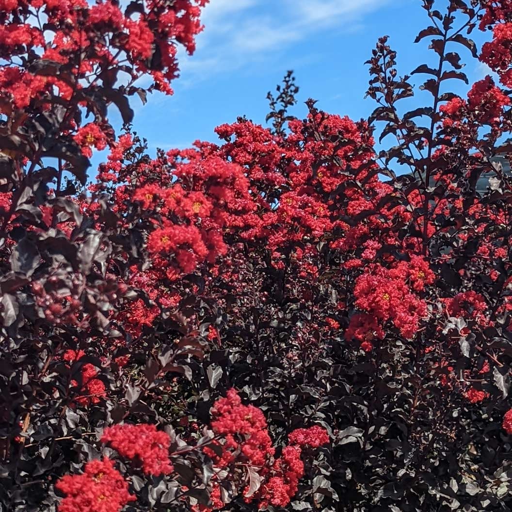 Black Diamond® Crimson CrownTM Crape Myrtle Shrub