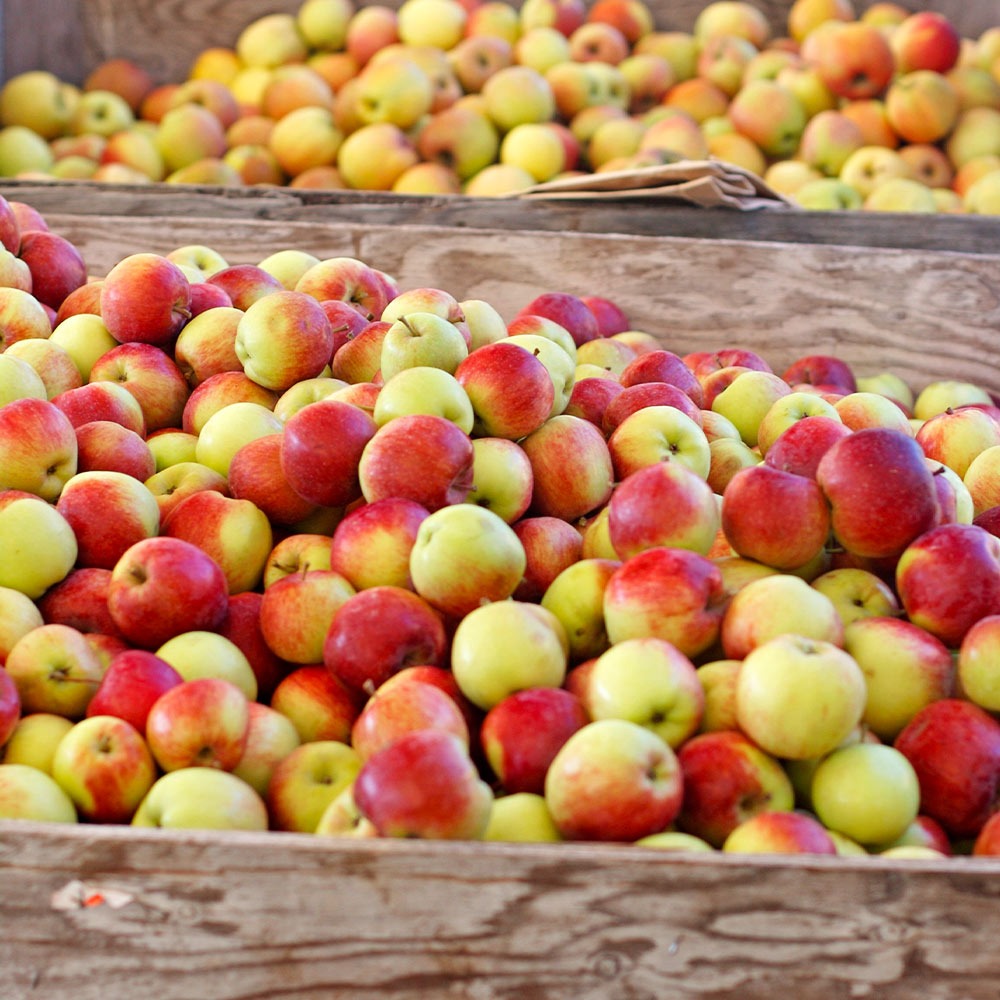 Jonagold Apple Tree