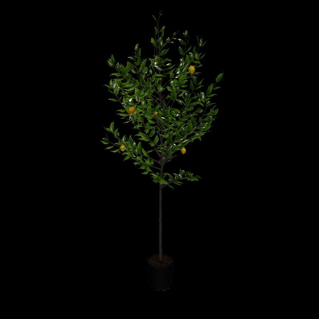 Meyer Lemon Tree