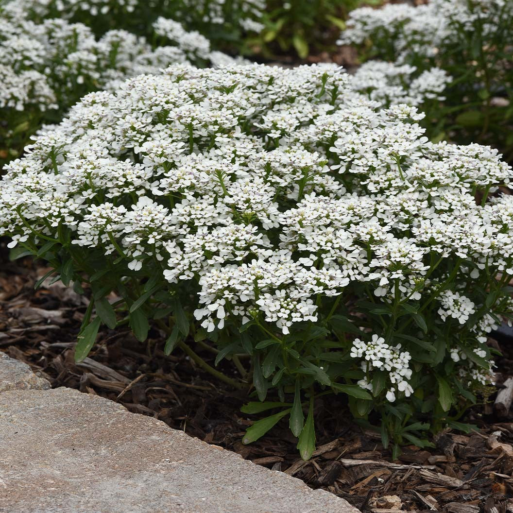 Better Versions® SnowsationTM Candytuft Plant