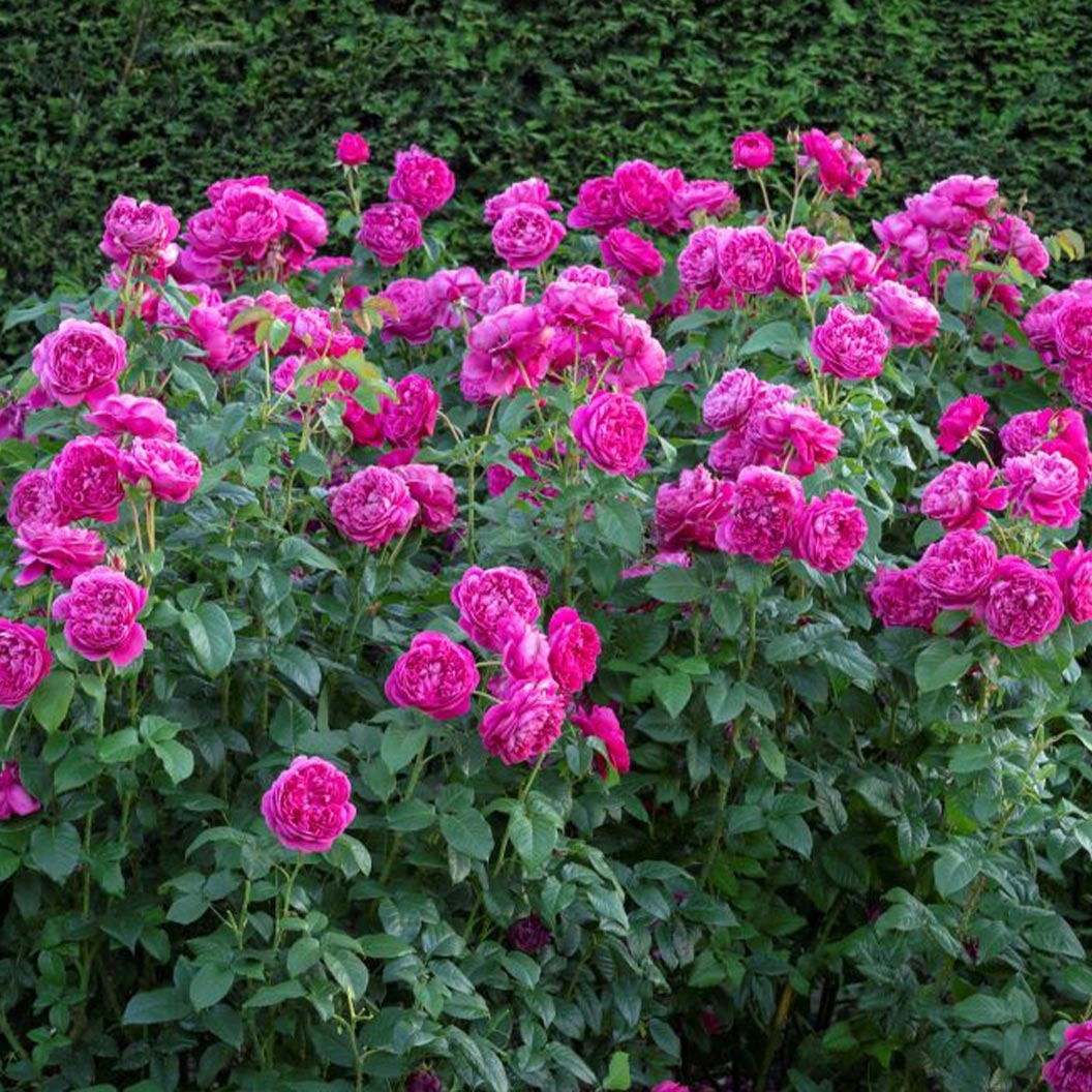 David Austin® James L. AustinTM Rose Shrub