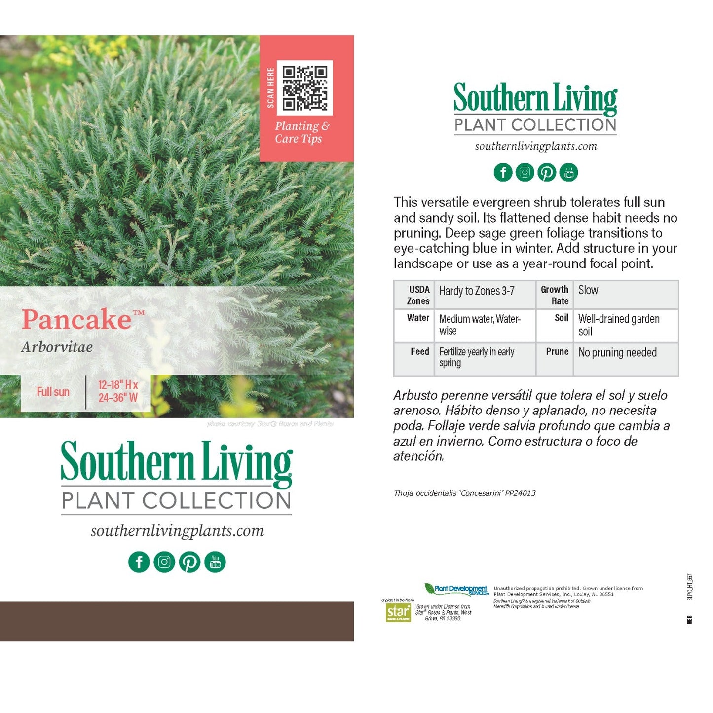 Southern Living® PancakeTM Arborvitae Shrub