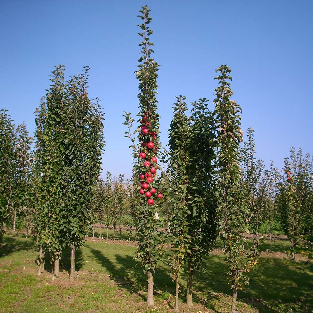 Fruit Snacks® Tasty RedTM Columnar Apple Tree
