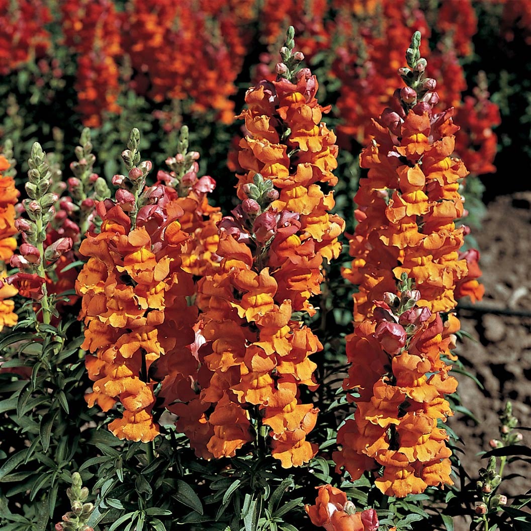 Liberty ClassicTM Bronze Snapdragon Plant