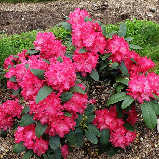 Holden'sTM Red Hybrid Rhododendron Shrub