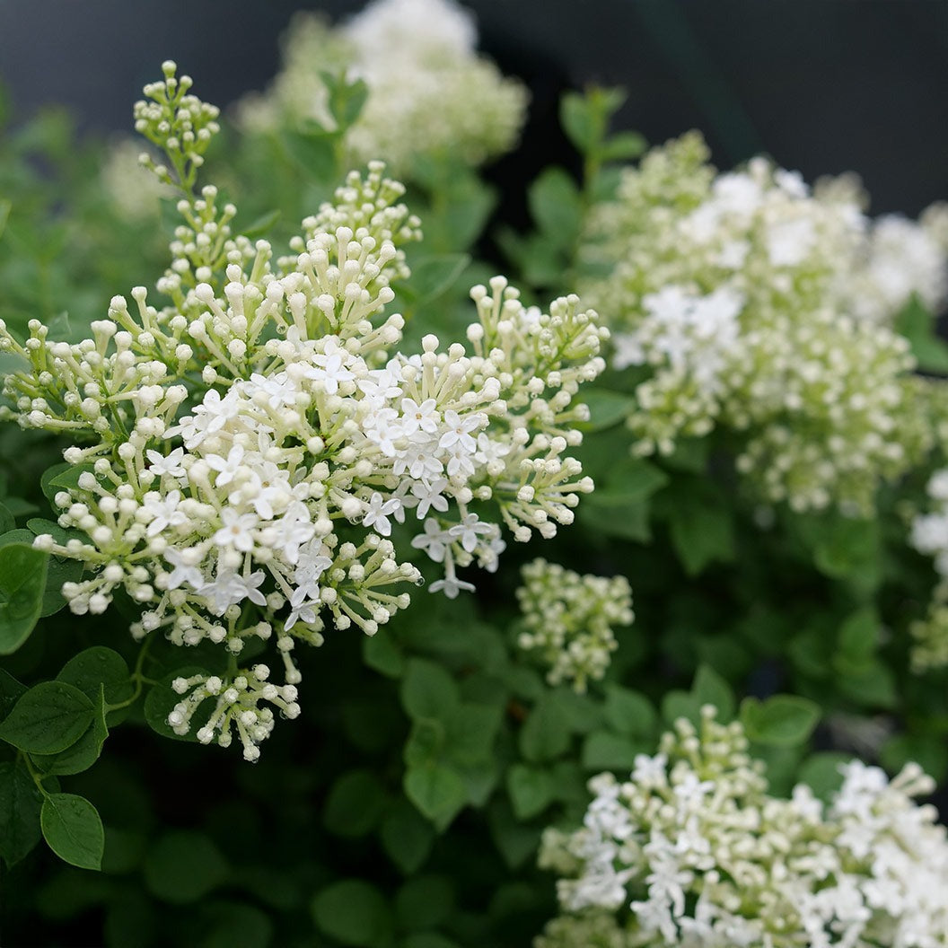 Proven Winners® Bloomerang® ShowmoundTM Lilac Bush