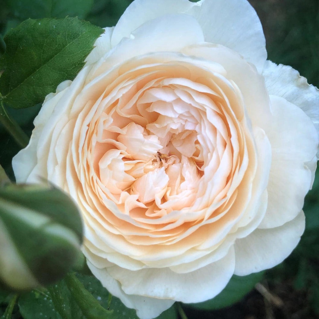 David Austin® WindermereTM Rose Shrub