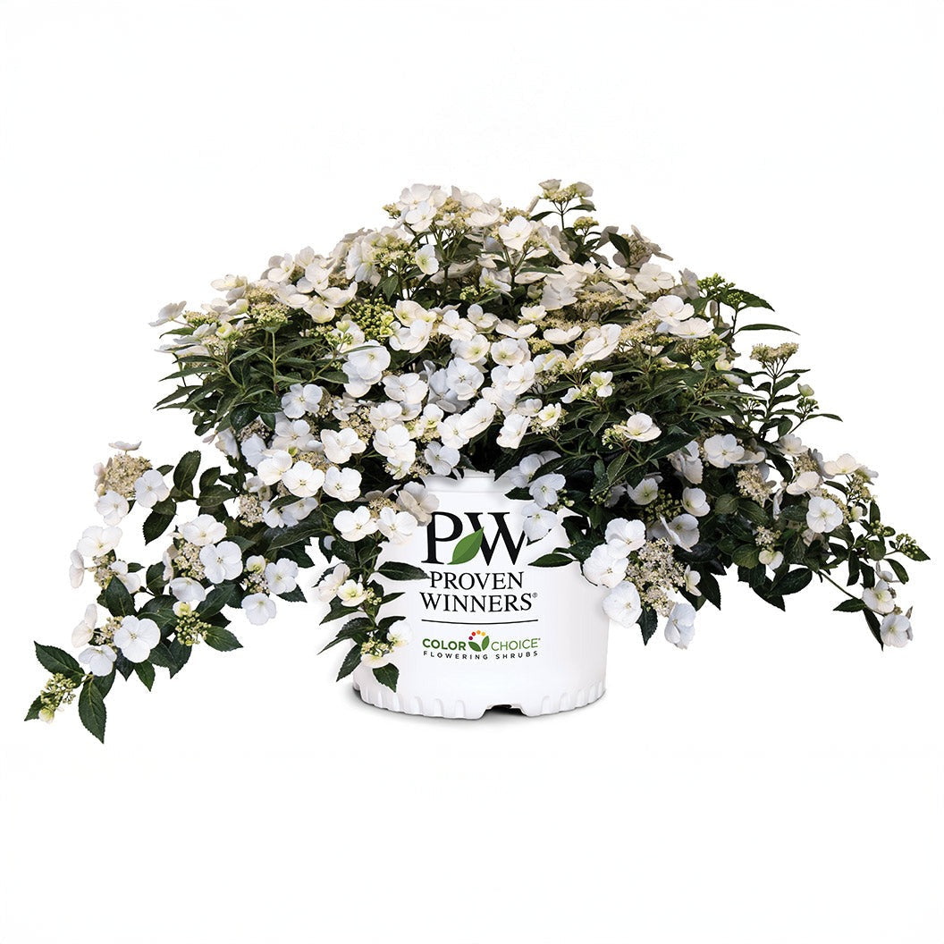 Proven Winners® Fairytrail Bride® Cascade Hydrangea