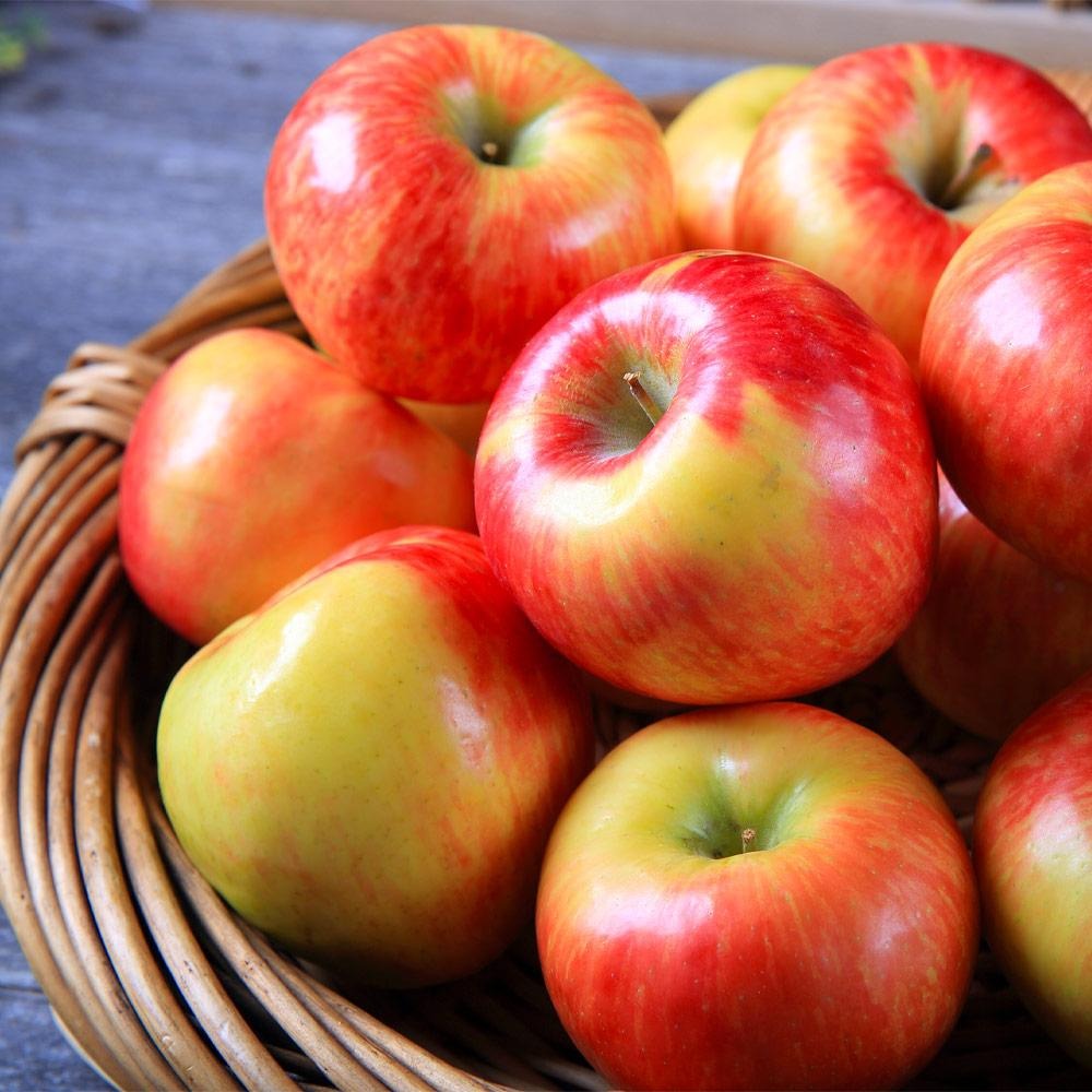 HoneycrispTM Apple Tree