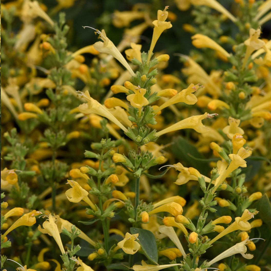 SummerlongTM Lemon Agastache Plant