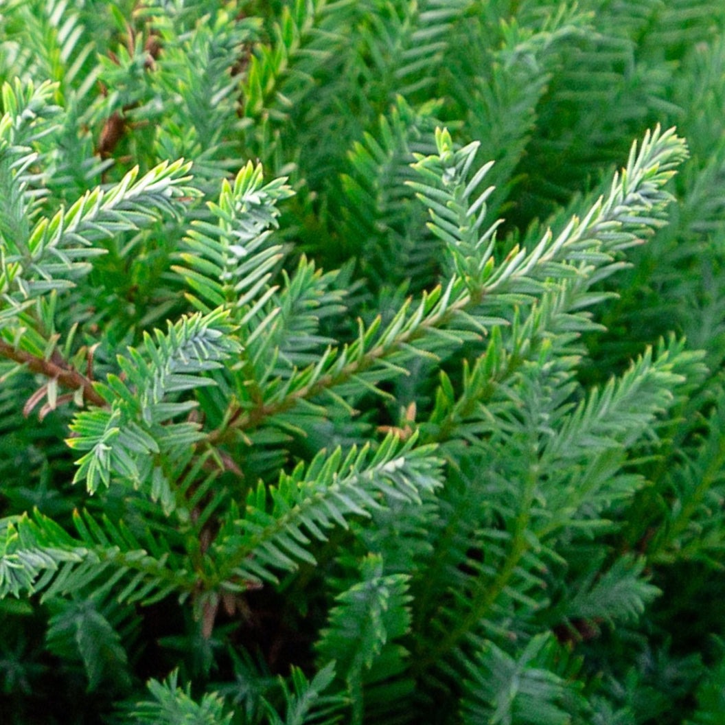 Southern Living® PancakeTM Arborvitae Shrub