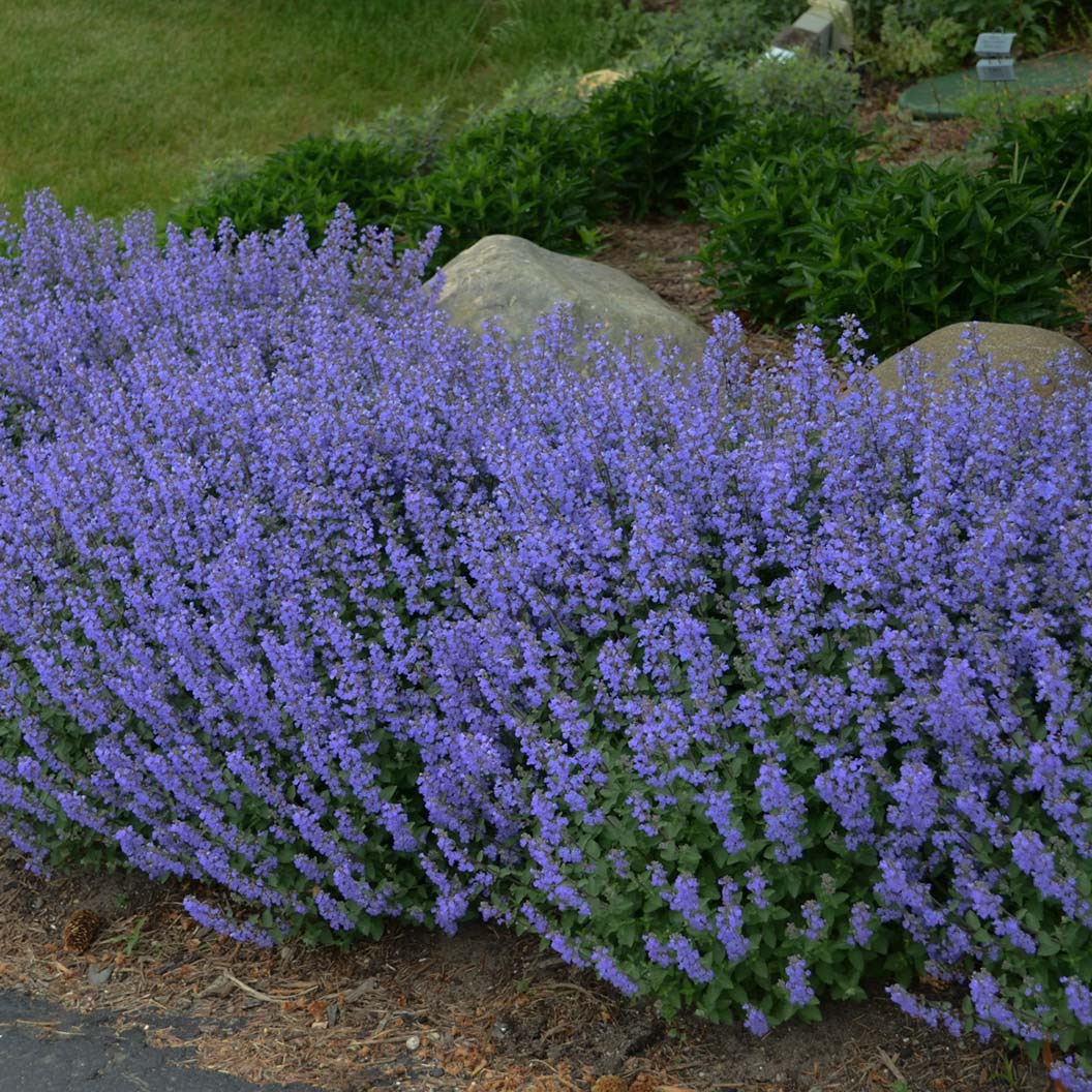 Proven Winners® Purrsian Blue Catmint Plant