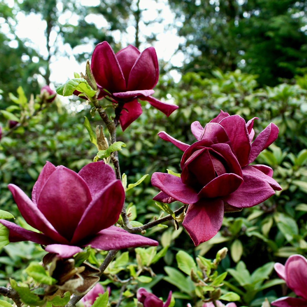 Genie Magnolia Tree