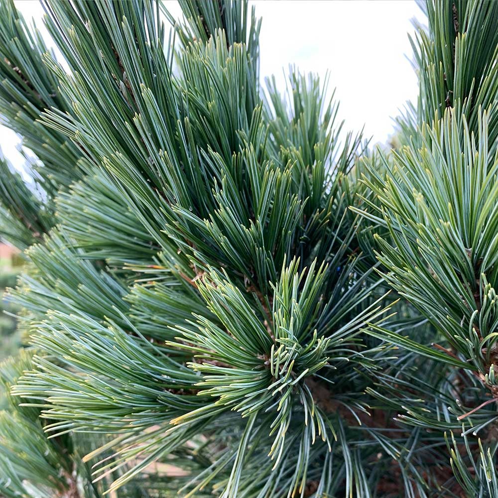 Vanderwolf's Pyramid Limber Pine