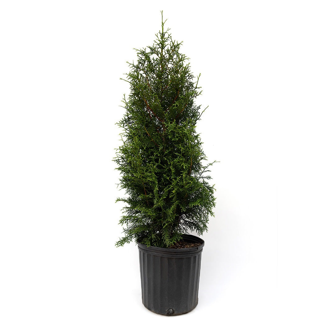 Sugar and SpiceTM Thuja